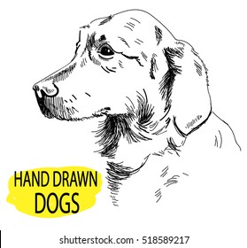 
Retriever. the dog's head. Drawing by hand in vintage style.