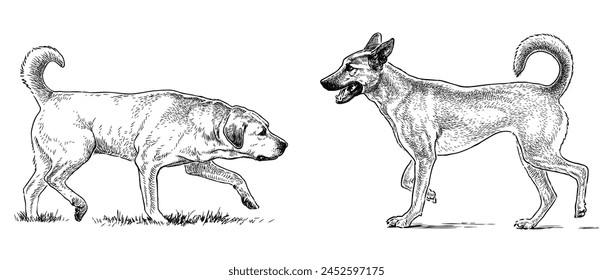 Retriever guard dog pets purebred realistic two domestic animals vector hand drawn illustration isolated on white