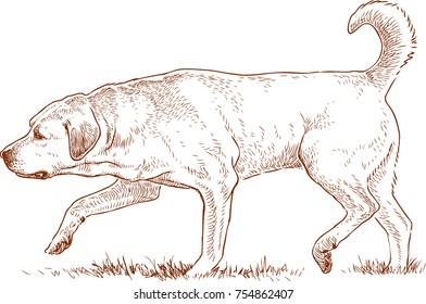 Retriever is hunting