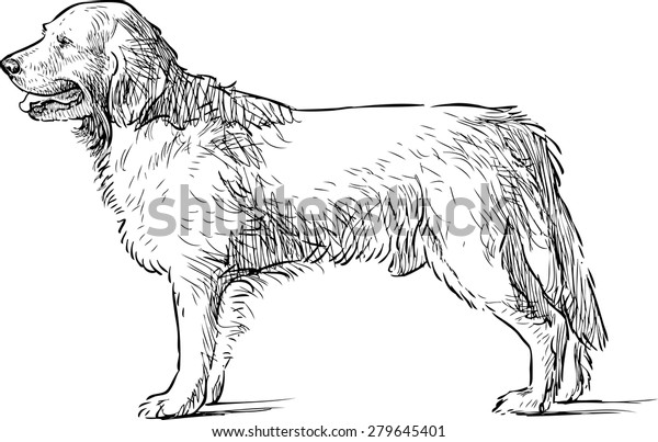 Retriever Sketch Stock Vector (Royalty Free) 279645401 | Shutterstock