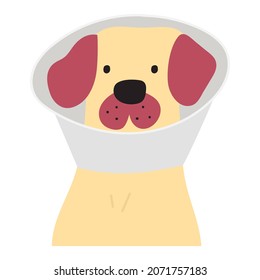 Retriever wearing cone collar. Vector illustration on white background.