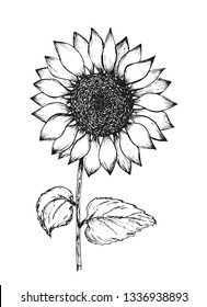 Retro black outline ink pen sketch of sunflower. Hand drawn illustration of beautiful sun flower isolated on white background for botanical pattern design, greeting card decoration