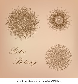 Retro Botany illustration