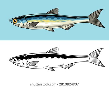 Retro detailed hand drawn graphic illustration of an anchovy fish set featuring colored and monochrome outline designs