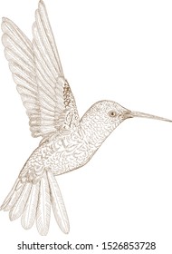 Retro Engraving Drawing Illustration Hummingbird