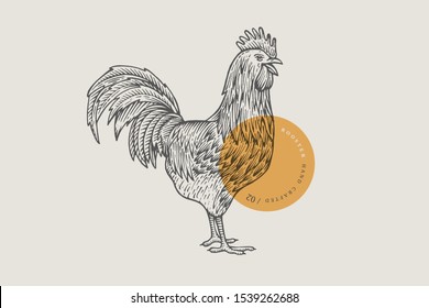 Retro engraving rooster. Hand-drawn picture of poultry. Can be used for menu restaurants, for packaging in markets and shops. Vector vintage illustrations. 