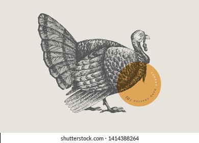 Retro engraving turkey. Hand-drawn picture with a poultry. Can be used for menu restaurants, for packaging in markets and shops. Vector vintage illustrations.