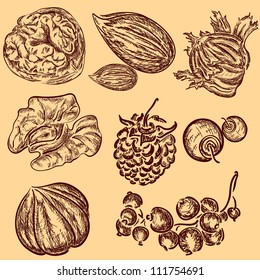 retro hand drawn nuts and some berries