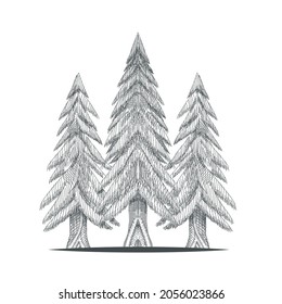 Retro hand drawn pine trees illustration