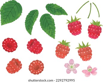 Retro hand-drawn raspberry illustration set

