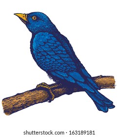 Retro illustration of blue bird on the branch