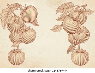 Retro ripe tomatoes in engraving style on beige background