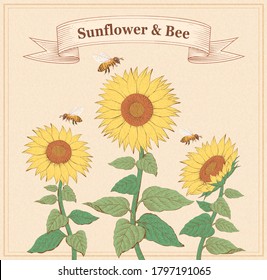 Retro style engraving of sunflowers and honeybees design on beige background