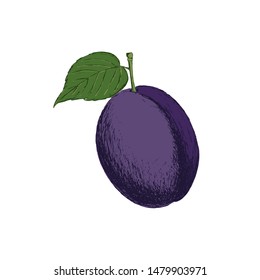 Retro style hand drawn plum. Great for cooking, gardening, farming or agricultural design.
