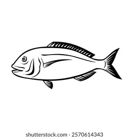 Retro style illustration of an Akashi sea bream, a red variety of sea bream caught in the sea off Akashi City, Hyogo Prefecture, Japan viewed from side on isolated background in black and white.