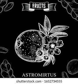 Retro style ink sketch hand drawn vector artwork of isolated fruit. Austromyrtus dulcis, the midgen berry or midyim. Exotic garden product collection for kitchen and restaurant design
