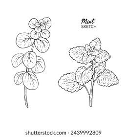Retro style ink sketch of mint. Isolated on white background.