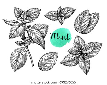 Retro style ink sketch of mint. Isolated on white background. Hand drawn vector illustration.