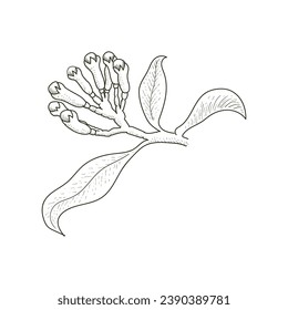 Retro Vintage Ink Hand Drawn Cloves Tree Branch for Medical Herb and Spice or Agriculture Farm Product. Illustration Vector