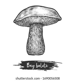 Retro or vintage sketch of bay bolete or hand drawn Imleria badia for biology or botany vector illustration design. Forest or wood fungus, organic fungi for recipe or cook book. Vegan, vegetarian food