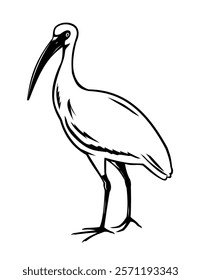 Retro woodcut style illustration of an American white ibis or Eudocimus albus, a wading bird found in Florida and the southeastern United States on isolated background done in black and white.