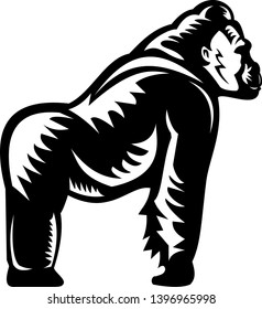 Retro woodcut style illustration of a silverback gorilla leaning on it's knuckles viewed from side on isolated background done in black and white.