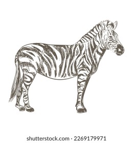 retro zebra design over white