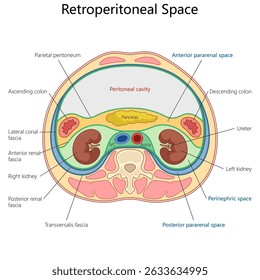 retroperitoneal space with kidneys, peritoneal cavity, fascia layers, and abdominal organs diagram hand drawn schematic vector illustration. Medical science educational illustration