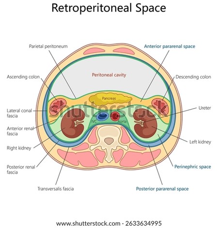 retroperitoneal space with kidneys, peritoneal cavity, fascia layers, and abdominal organs diagram hand drawn schematic vector illustration. Medical science educational illustration