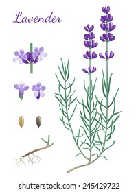 Retro-styled lavender botanical drawing