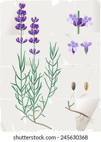 Retro-styled lavender botanical drawing