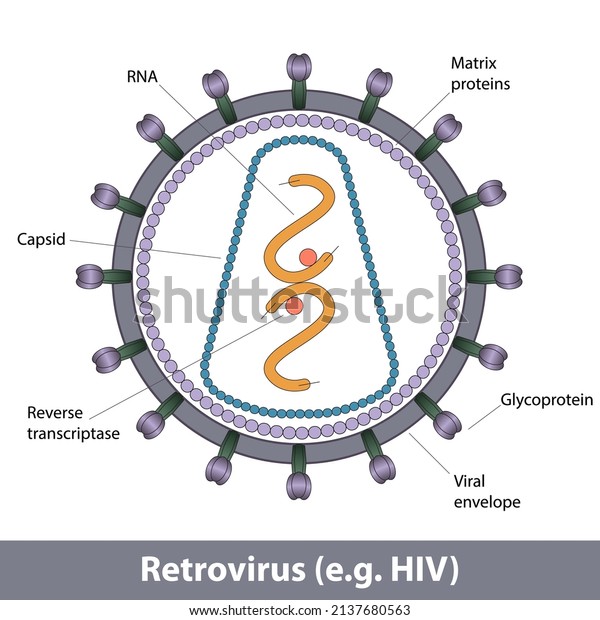Retrovirus Structure Hiv Sipmlifies Virus Structure Stock Vector ...