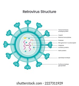 Retrovirus Structure vector illustration diagram