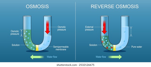 Osmose reversa e Osmose. Experimente com membrana semipermeável. Permeabilidade seletiva. Difusão de solução. Cartaz vetorial detalhado. Ilustração plana isométrica. Diagrama esquemático