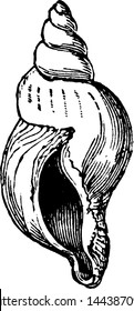 Shell inverso, ilustración vintage grabada.