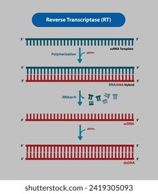 
Vector de transcriptasa inversa (RT) e ilustración