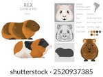 Rex Guinea pig clipart. All coat colors cavies set. Small Pet Rodents. Vector illustration