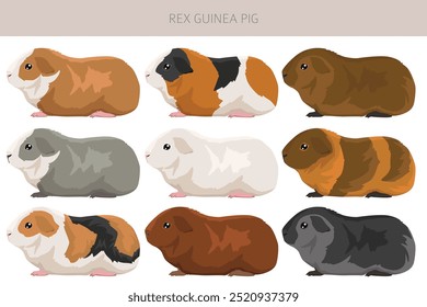 Rex Guine porco clipart. Todas as cores do casaco cavies conjunto. Pequenos roedores de estimação. Ilustração vetorial