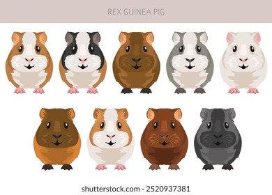 Rex Guinea pig clipart. All coat colors cavies set. Small Pet Rodents. Vector illustration