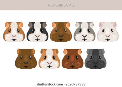 Rex Guine porco clipart. Todas as cores do casaco cavies conjunto. Pequenos roedores de estimação. Ilustração vetorial