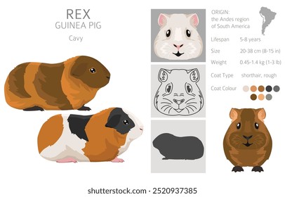 Rex Guinea Schwein Clipart. Alle Fellfarben Cavies Set. Kleine Haustiernager. Vektorgrafik