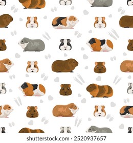 Rex Guinea pig clipart. All coat colors cavies set. Small Pet Rodents. Vector illustration