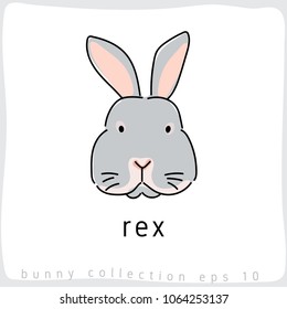 Rex Rabbit: Rabbit Breed Collection : Vector Illustration