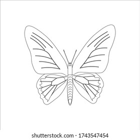 rhadamantus troid butterfly. illustration for web and mobile design.