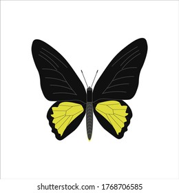 rhadamantus troid butterfly. illustration for web and mobile design.