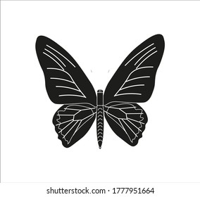 rhadamantus troid butterfly. illustration for web and mobile design.