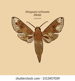 Rhagastis trilineata is a moth of the family Sphingidae. It is known from Japan. Hand draw sketch vector.