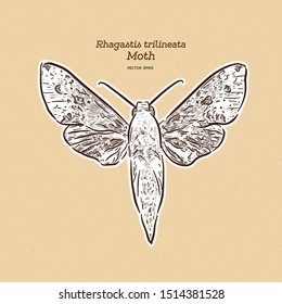 Rhagastis trilineata is a moth of the family Sphingidae. It is known from Japan. Hand draw sketch vector.