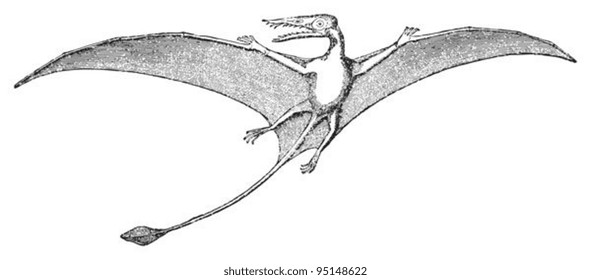 Rhamphorhynchus (Rhamphorhynchus phyllurus) / vintage illustration from Meyers Konversations-Lexikon 1897