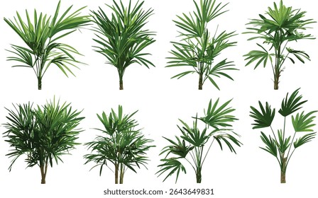 Rhapis excelsa bamboo palm lady palm isolated medium and small frontal tree vector illustration, tropical greenery, garden plant, ornamental foliage, natural landscaping.